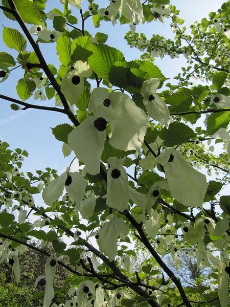 Davidia involucrata