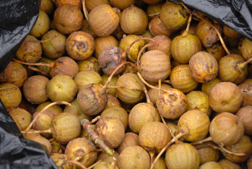 Seed
