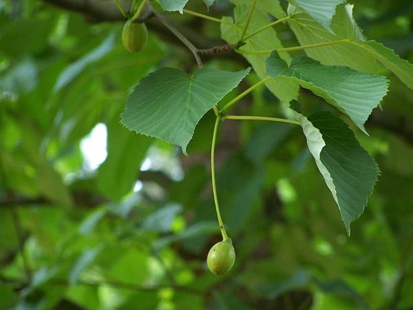 Davidia involucrata var. Vilmoriniana