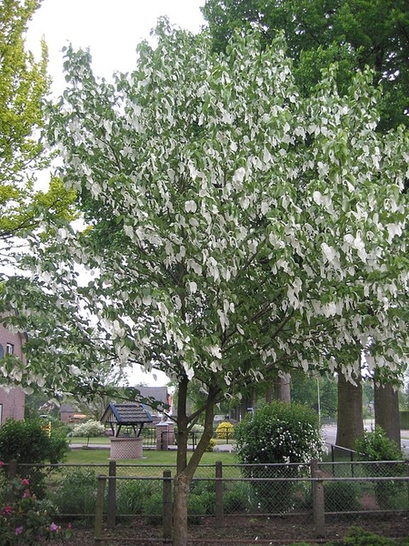 Davidia involucrata