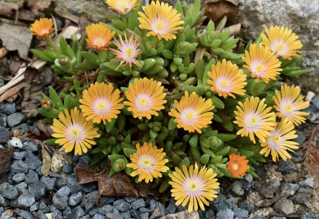 Low growing succulent