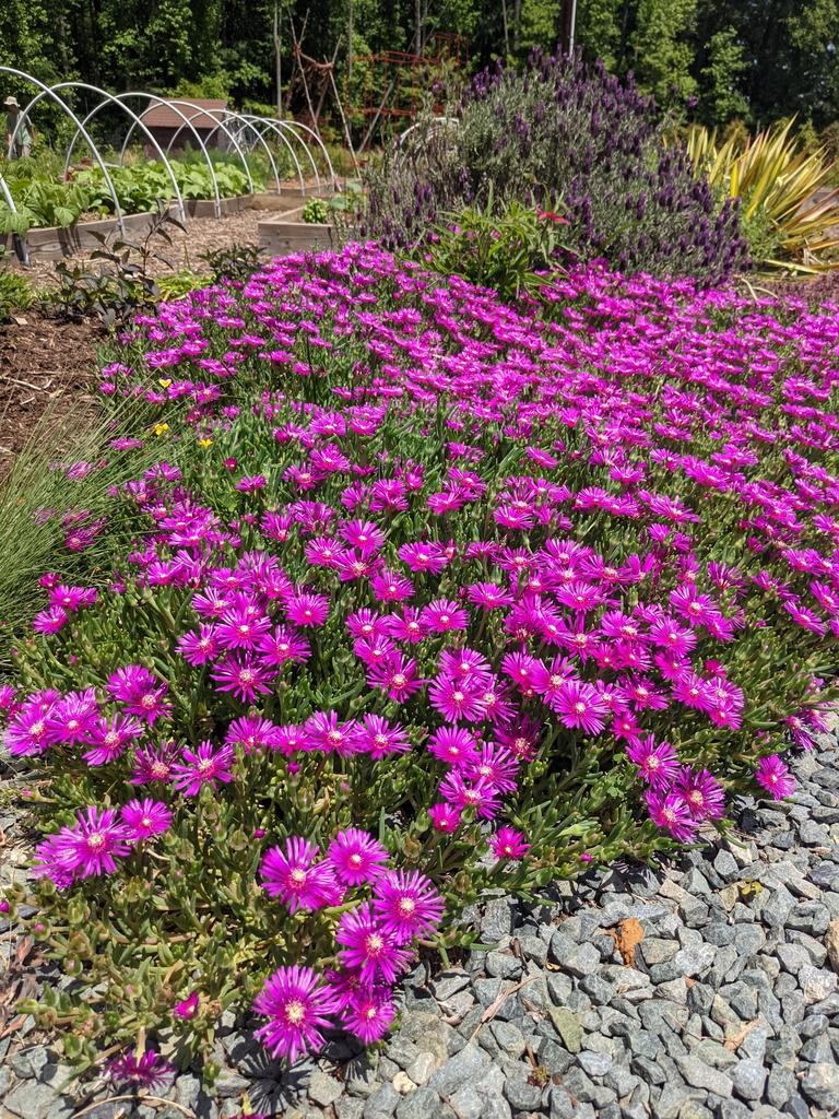 In garden planting