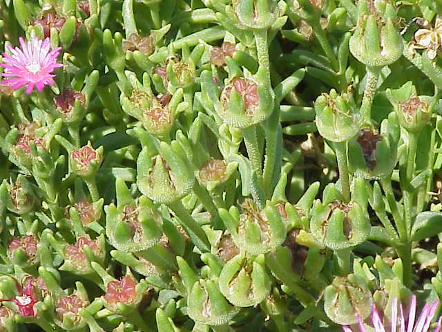 Leaves and buds