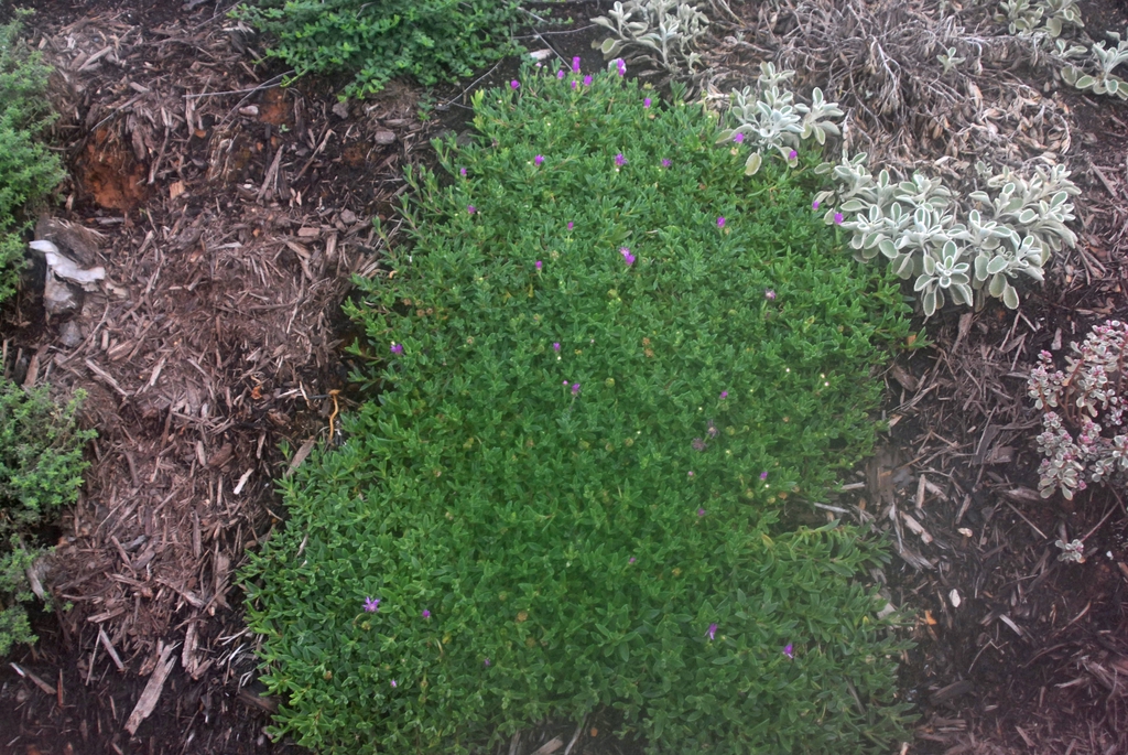 Delosperma cooperi