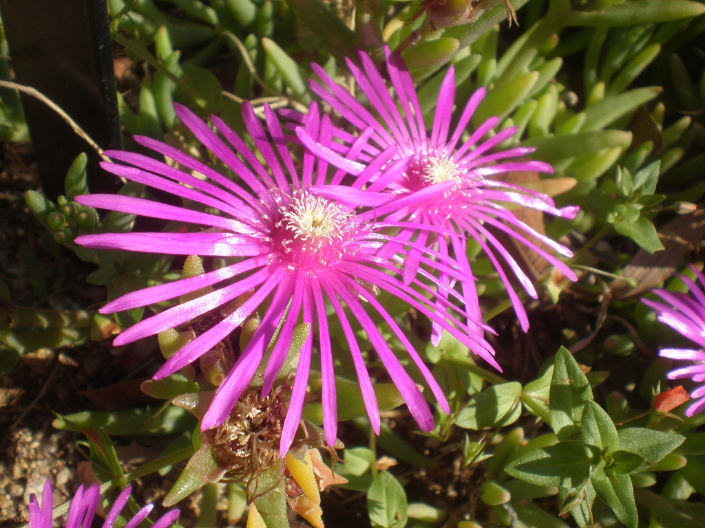 Close up of flower