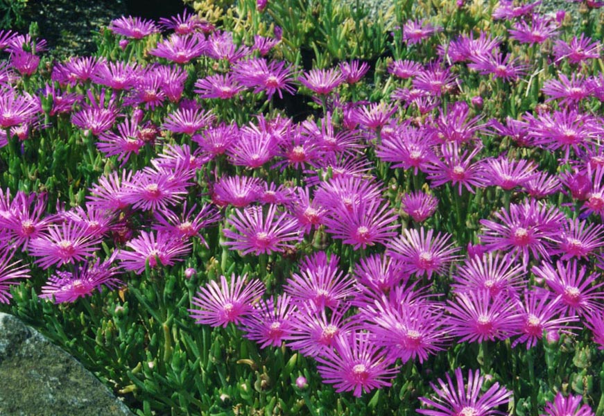 Form