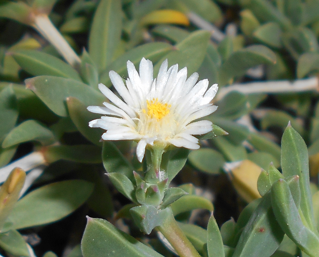 Flower and leaves of D. litorale