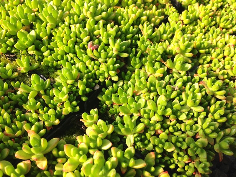 succulent mat-forming plant