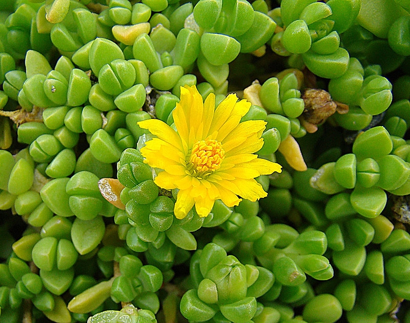 Succulent leaves and yellow flower