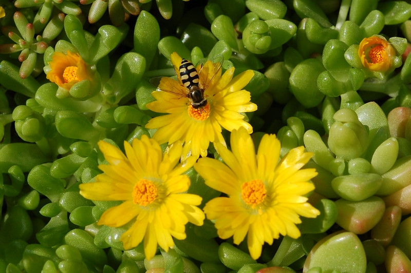 succulent mat-forming plant; yellow flower & syrphid fly visitor