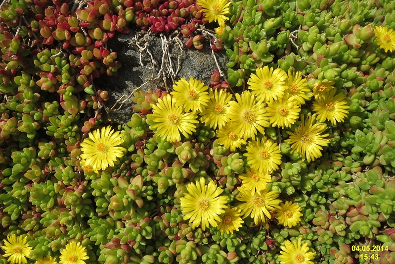 Succulent leaves and yellow flowers on a mat-forming plant.