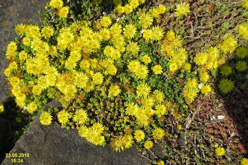 Succulent leaves and yellow flowers on a mat-forming plant.