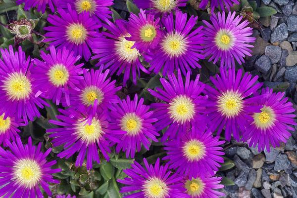 Delosperma sutherlandii