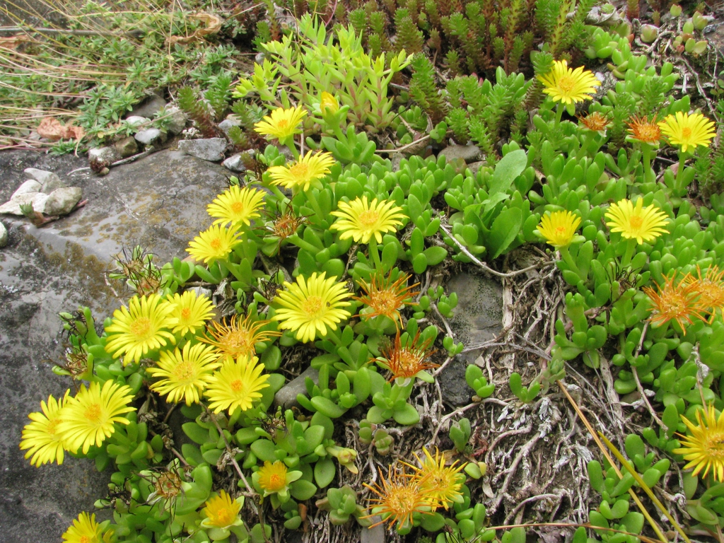 Yellow flowers