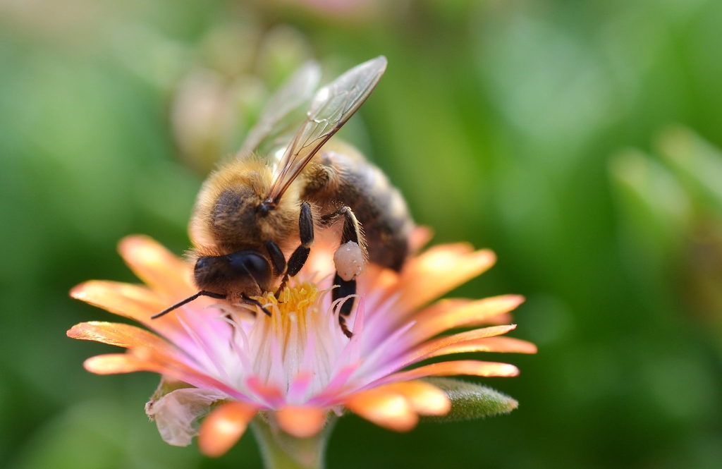 Honey bee on flower