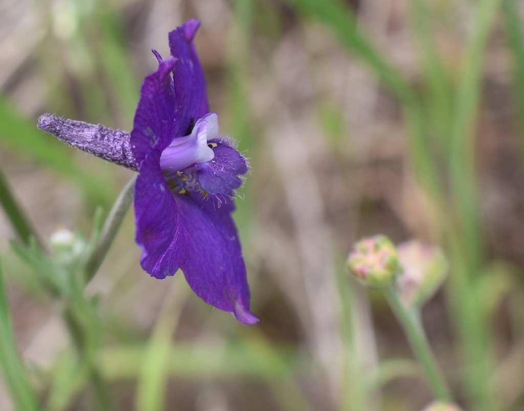 Flower closeup with Blue Purple petals in April in Lake Co., CA