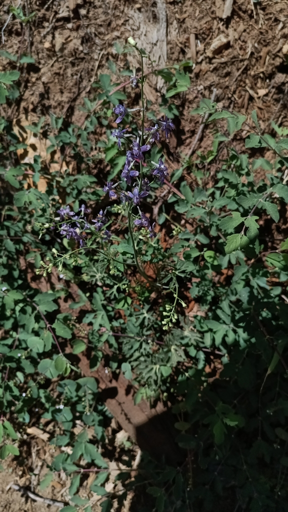 Form in June in Mariposa County, California