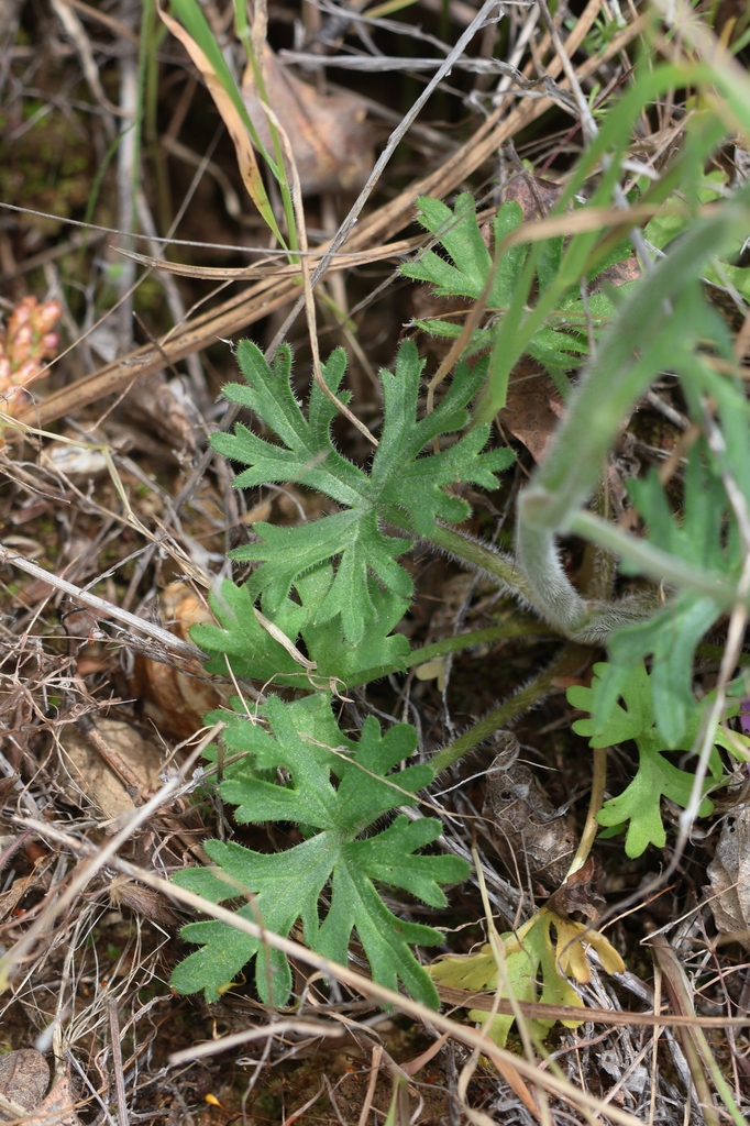 Green palmated leaves in April in Lake Co., CA