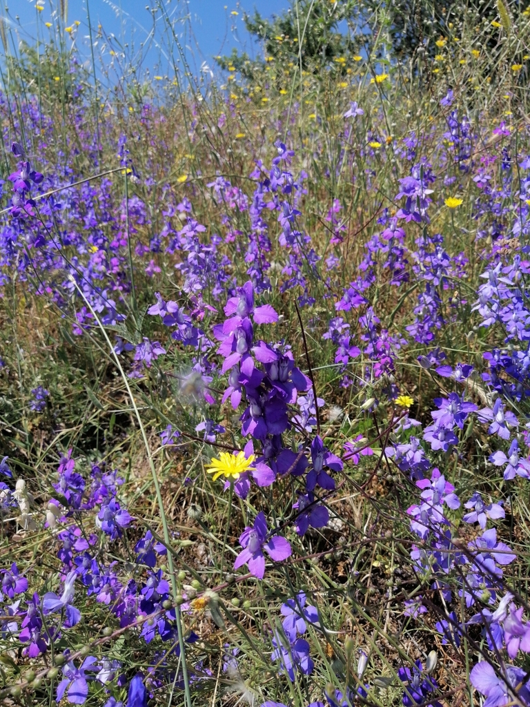 Flowers from a natural mass planting on Aracadia County, Greece