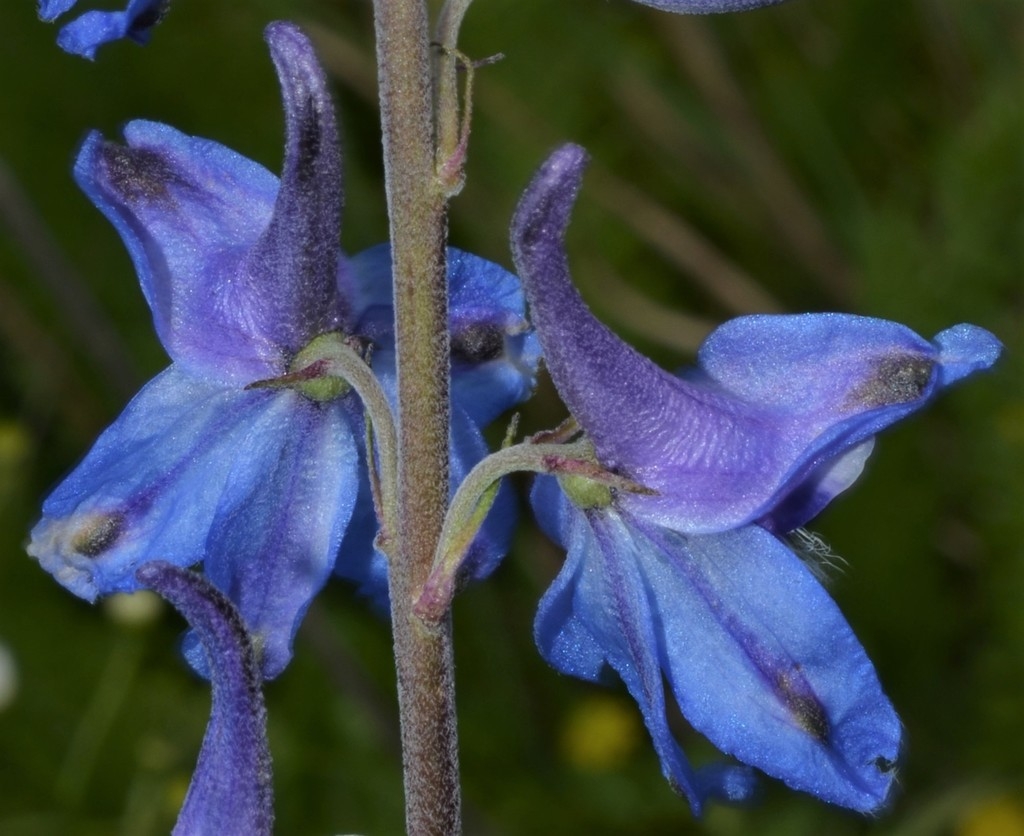Stem and back of flower