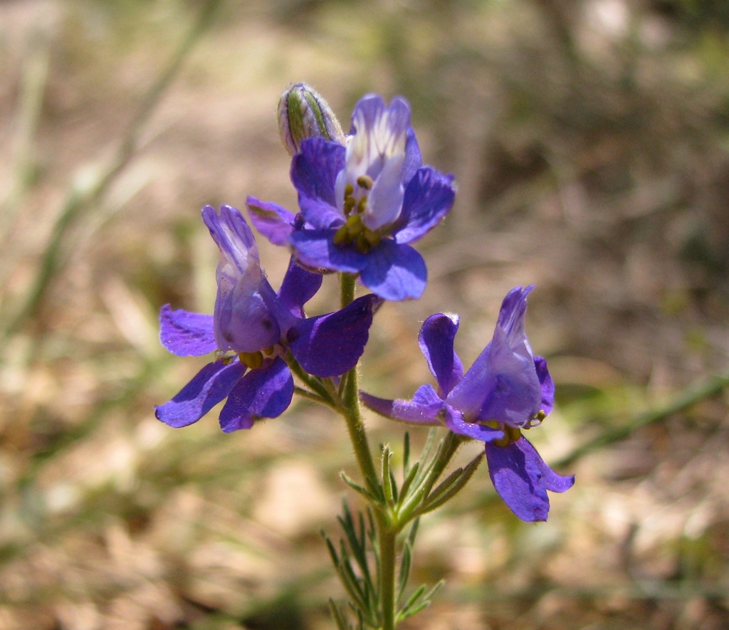 Flower detail