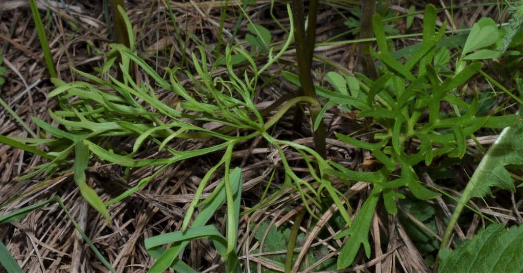 Leaves