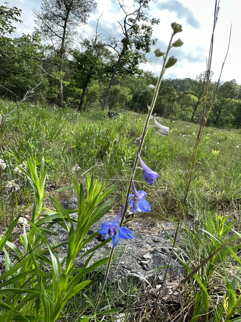 Form