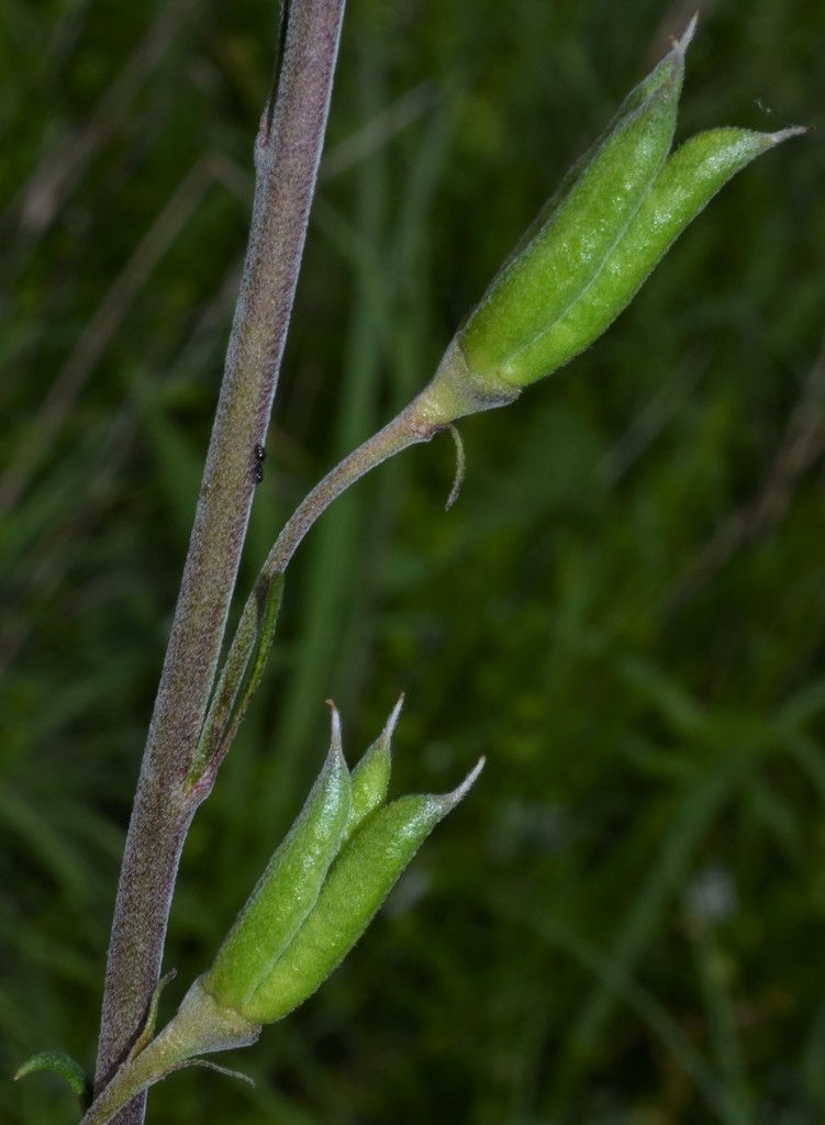 Stem and fruits