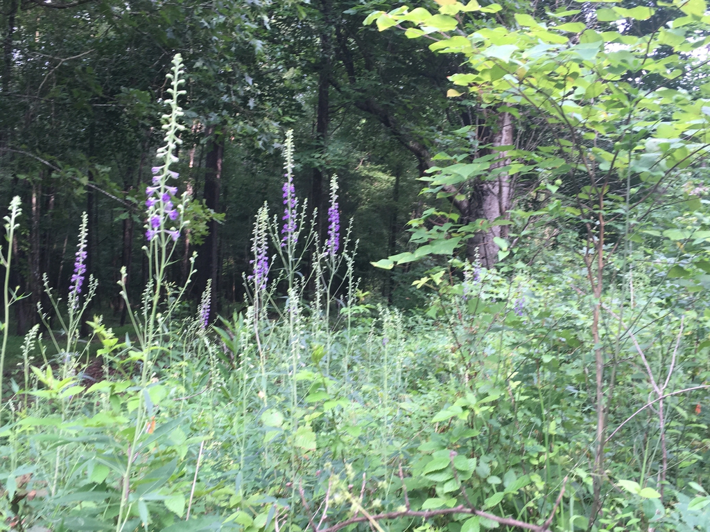 Native habitat