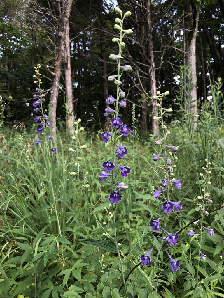 Form