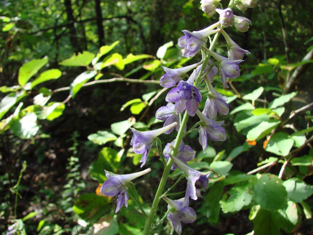 Lighter flower color