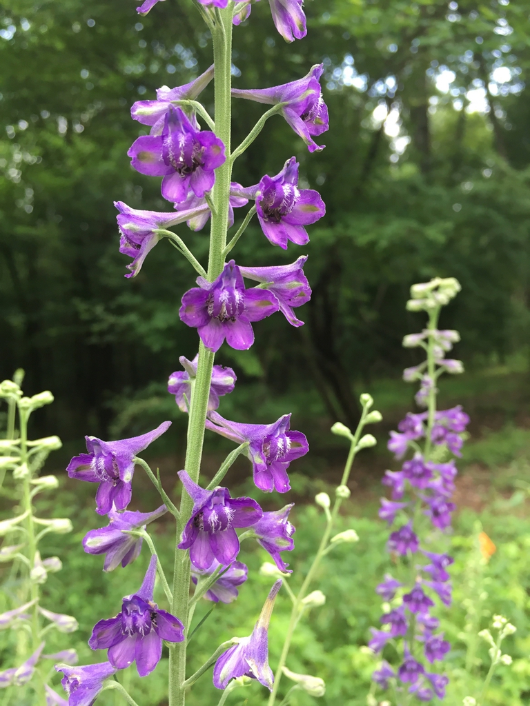 Flowering stem