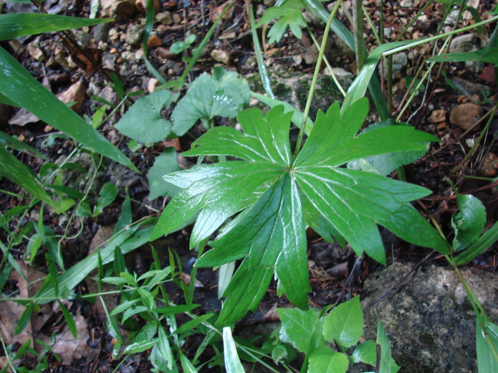 Leaves