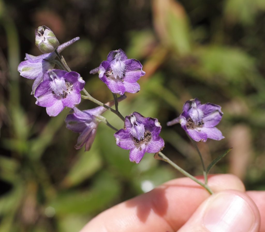 Close up of flower