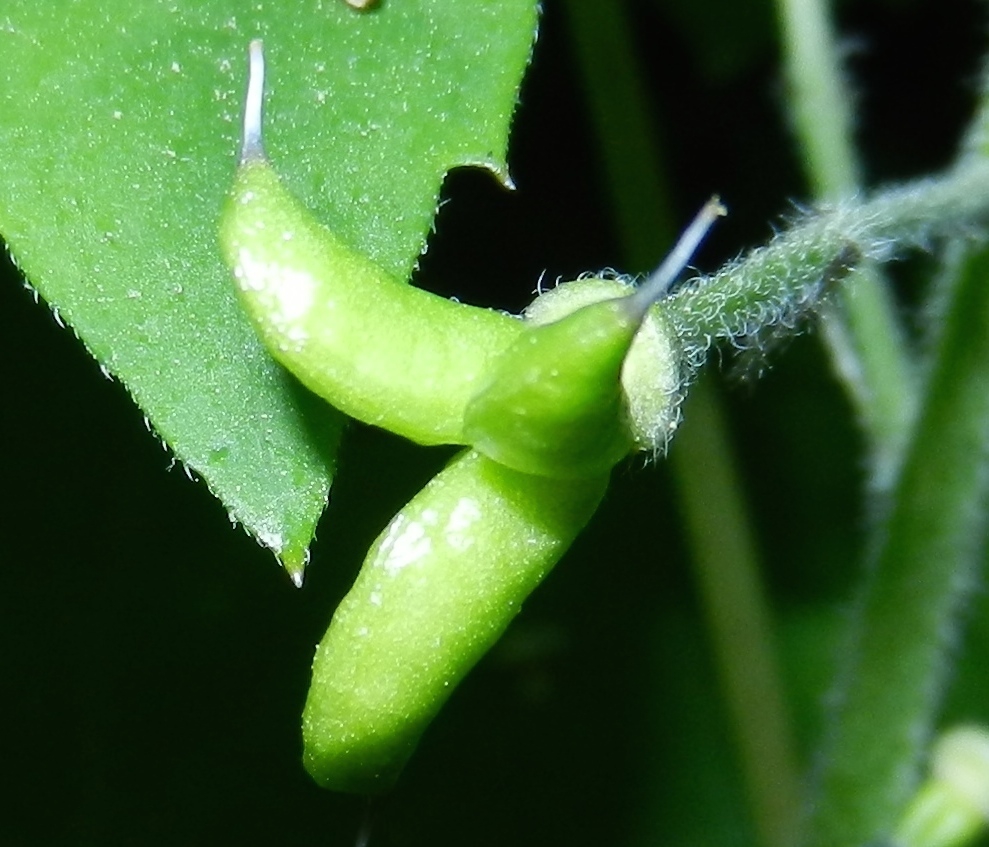 Fruit