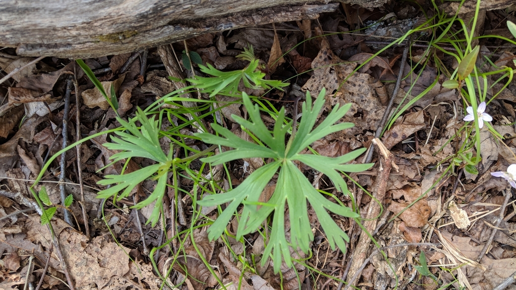 Leaves