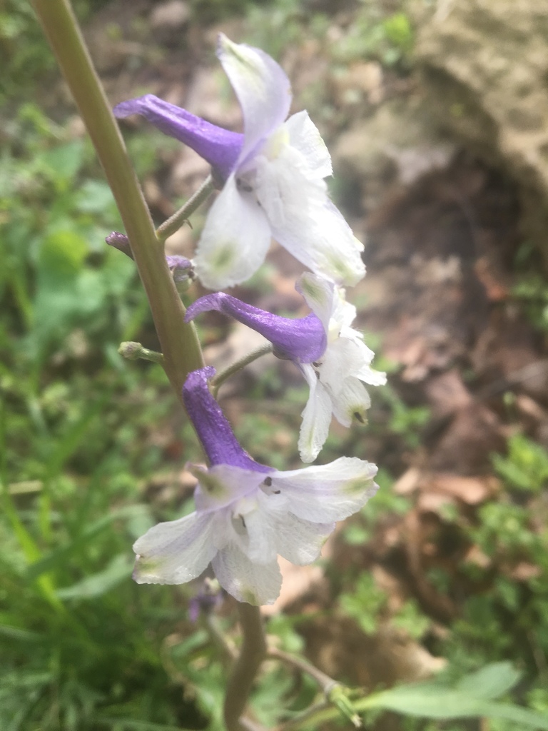 White and purple flower