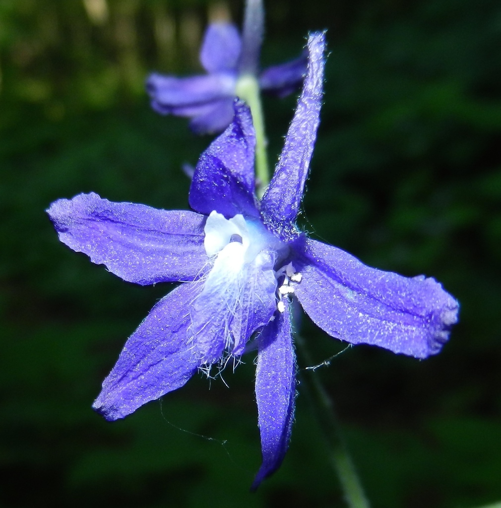 Close up of flower