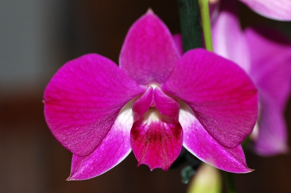 Flower detail