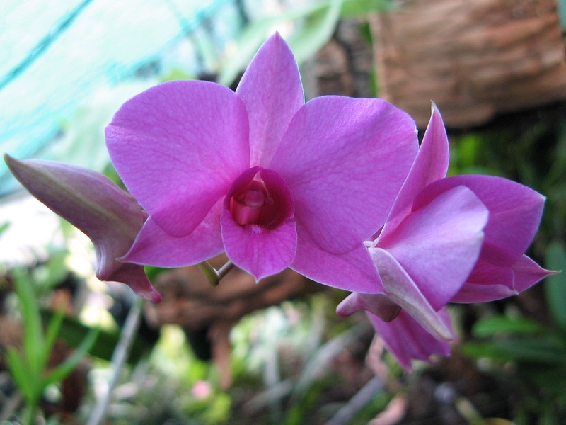 Close-up of a pink-mauve orchid flower.