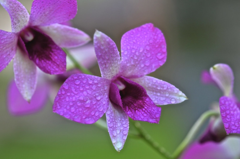 Mauve orchid flower covered in water droplets.