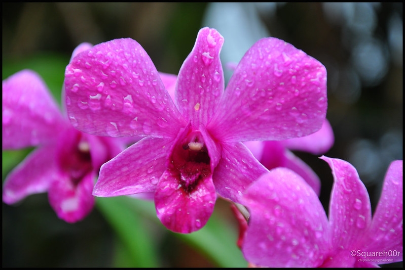 Close-up of a pink-mauve orchid flower.