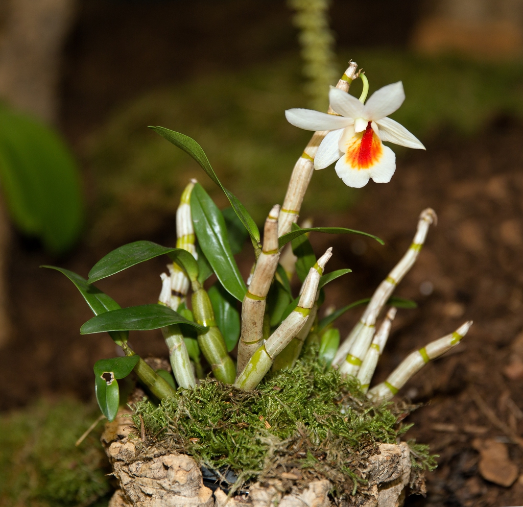Form