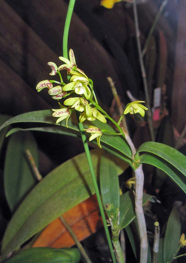 Flower and leaves
