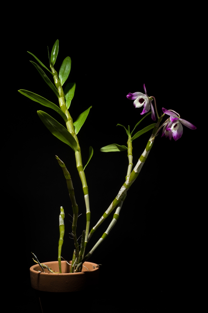 Form