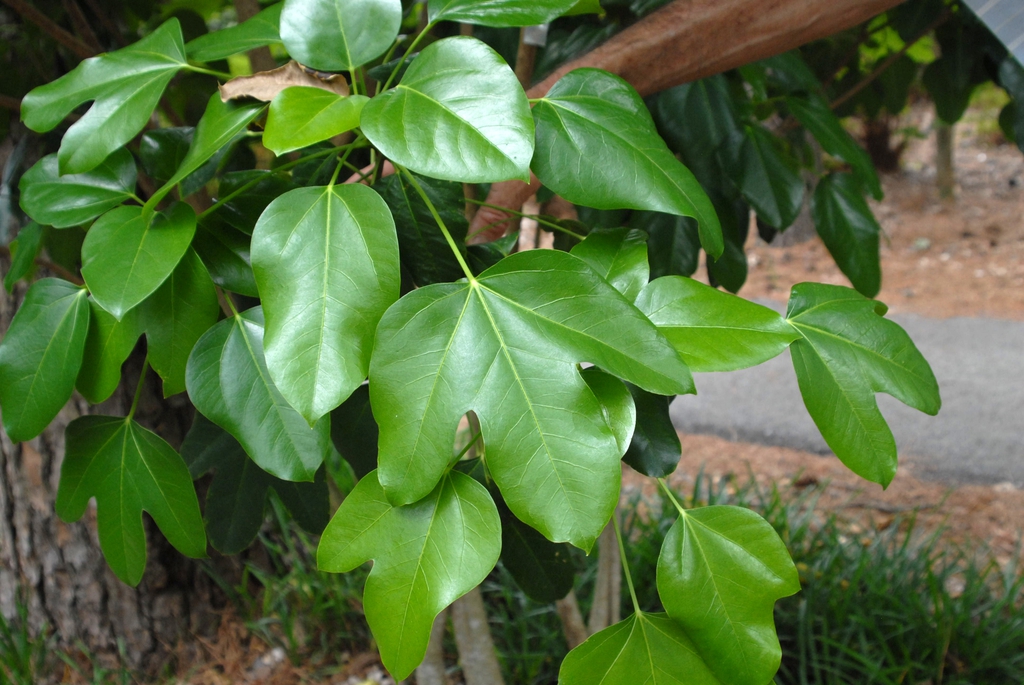 Dendropanax trifidus