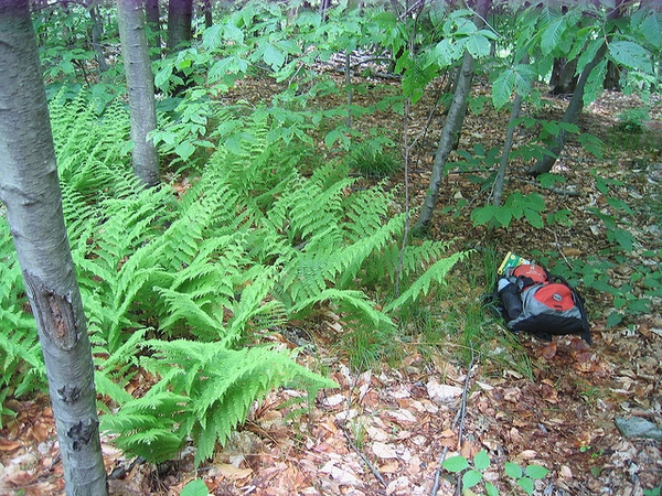 Stand of erect pinnate fern fronds.