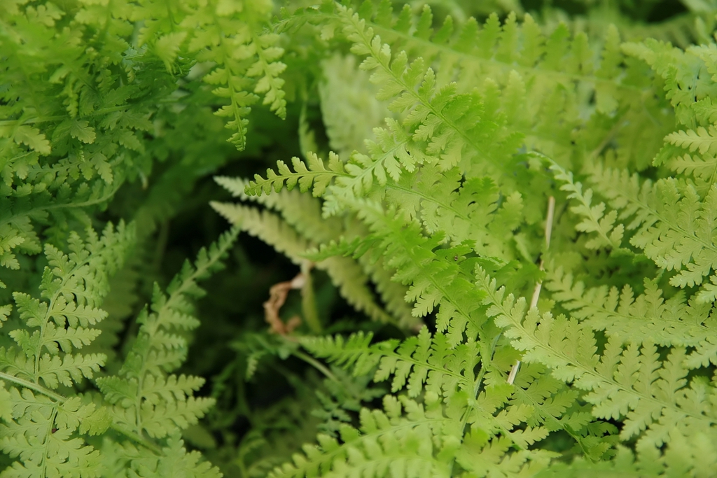 Leaves