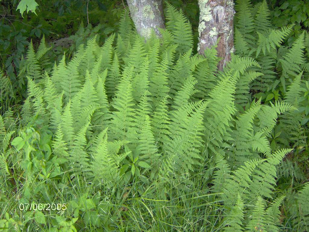Stand of erect pinnate fern fronds.