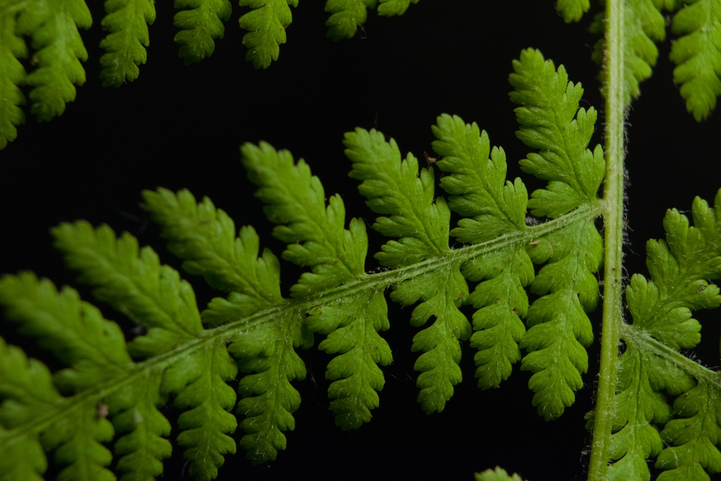 Detail of bipinnate frond.
